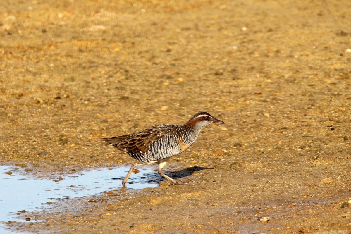 Banded Rail (Gallirallus philippensis)